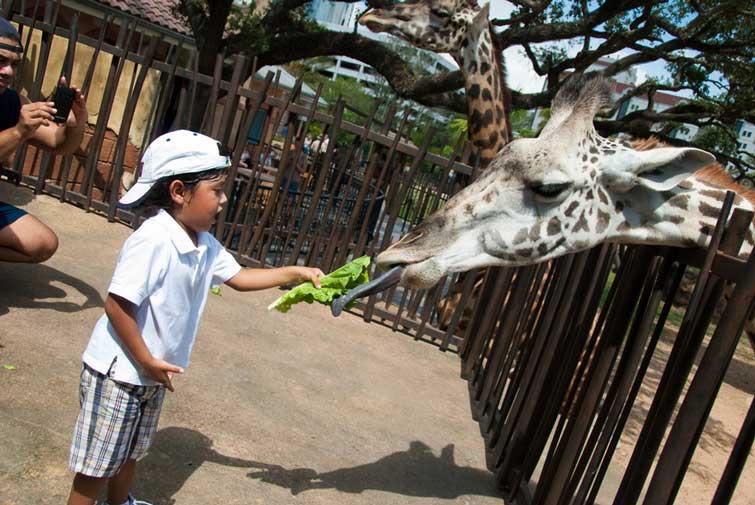 Young child feeding lettuce to a giraffe at Houston Zoo