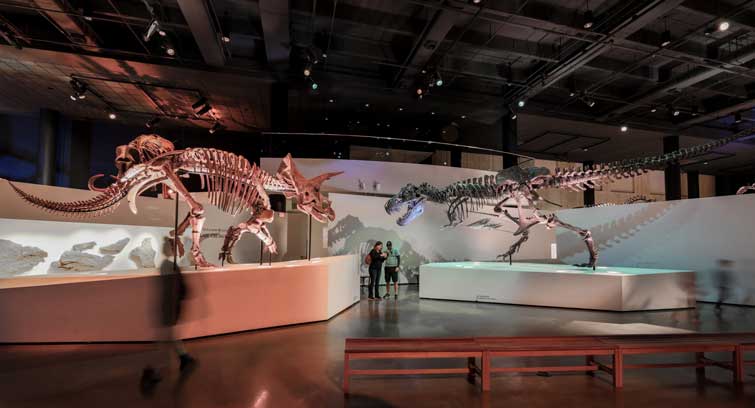 Two dinosaur skeletons at the Paleo hall houston museum natural science