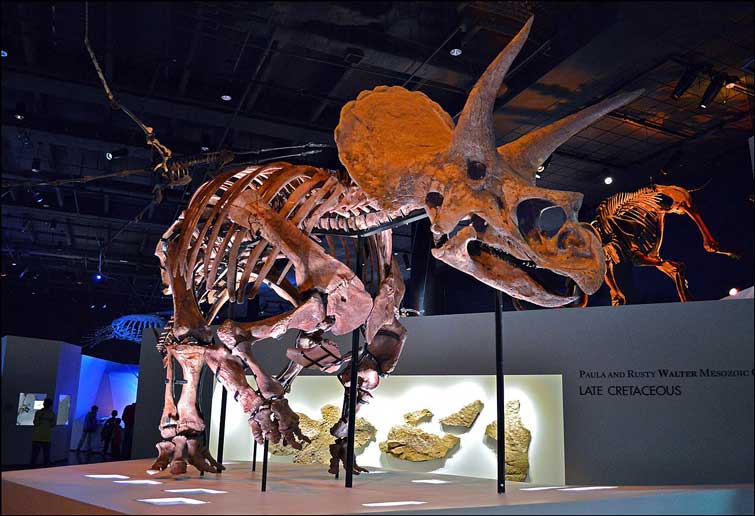 Triceratops specimen displayed at the Houston Museum of Natural Science