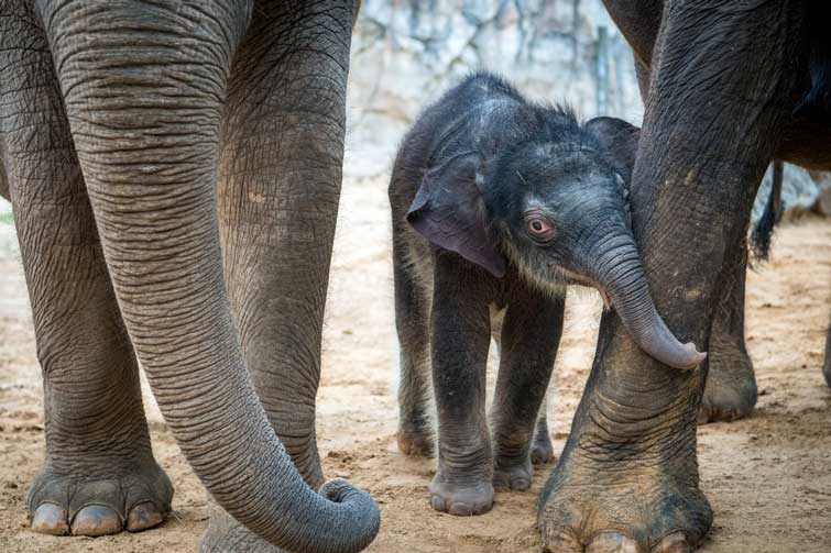 Baby elephant wrapping its trunk around the leg of another elephant at the Houston Zoo